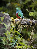 Biosphoto | 2455068 | Quetzal resplendissant (Pharomachrus mocinno) mâle sur une branche, Chiriqui Highlands, Panama | &copy; Ignacio Yufera / Biosphoto