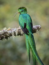 Biosphoto | 2570772 | Quetzal resplendissant (Pharomachrus mocinno), mâle avec une proie (Phasme), Chiriqui Highlands, Panama | &copy; Ignacio Yufera / Biosphoto