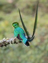 Biosphoto | 2570774 | Quetzal resplendissant (Pharomachrus mocinno), mâle, Chiriqui Highlands, Panama | &copy; Ignacio Yufera / Biosphoto