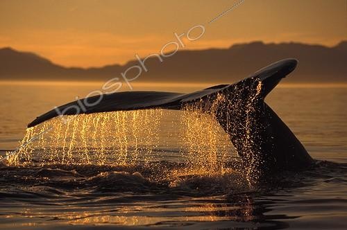 Biosphoto | 524849 | Queue de Rorqual à bosse Océan Pacifique Alaska USA | &copy; Brandon Cole / Biosphoto