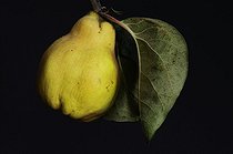 Biosphoto | 1233383 | Quince with a sheet in the studio | &copy; Claude Thouvenin / Biosphoto