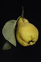 Biosphoto | 1233385 | Quince with a sheet in the studio | &copy; Claude Thouvenin / Biosphoto