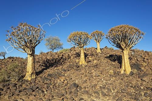 Biosphoto | 2606931 | Quiver Tree (Aloidendron dichotomum). Quiver tree forest, Keetmanshoop, Southern Namibia. | &copy; Thomas Dressler / Biosphoto