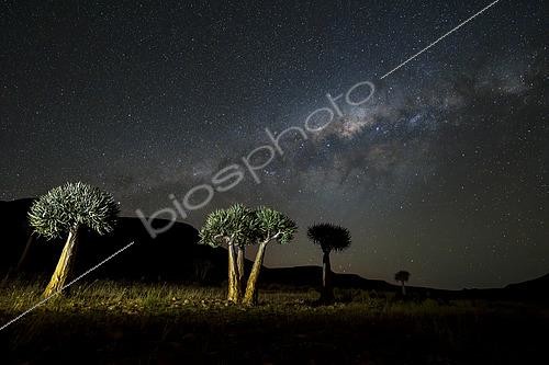 Biosphoto | 2615287 | Quiver trees or kokerboom (Aloidendron dichotomum, prev Aloe dichotoma) and the Milky Way galaxy near Wupperthal, Cederberg Mountains, Western Cape, South Africa. Astrophotography and iconic succulent | &copy; Roger de La Harpe / Biosphoto
