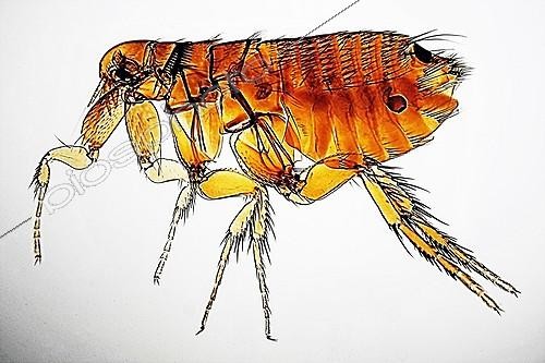 Biosphoto | 1781937 | Rabbit flee on white background  ; Brightfield illumination, x 20 | &copy; Christian Gautier / Biosphoto