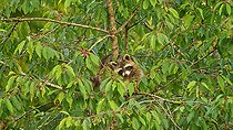Biosphoto | 2587139 | Raccoon (Procyon lotor) eating wild cherries (Prunus avium), Belgium | &copy; Philippe Moës / Biosphoto