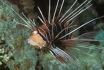 Biosphoto | 981031 | Radial Lionfish, Ras Mohammed, Sinai, Red Sea, Egypt | &copy; Borut Furlan / WaterFrame / Biosphoto
