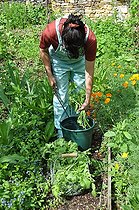 Biosphoto | 2546811 | Radish tops plant extract, preparation | &copy; Serge Lapouge / Biosphoto