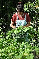 Biosphoto | 2546814 | Radish tops plant extract, preparation | &copy; Serge Lapouge / Biosphoto