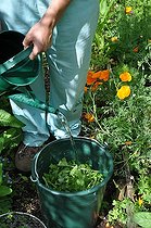 Biosphoto | 2546816 | Radish tops plant extract, preparation | &copy; Serge Lapouge / Biosphoto