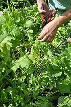Biosphoto | 2546820 | Radish tops plant extract, preparation | &copy; Serge Lapouge / Biosphoto