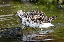 Biosphoto | 1513982 | Raff (Philo pugnax), bathing female, Naturzoo Rheine animal park, North Rhine-Westphalia, Germany, Europe | &copy; Marcus Siebert / imageBROKER / Biosphoto