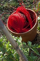 Biosphoto | 1367933 | Raffia in a pot in a kitchen garden | &copy; Philippe Giraud / Biosphoto