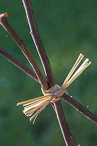 Biosphoto | 2065004 | Raffia tie and prop, Provence, France | &copy; Philippe Giraud / Biosphoto