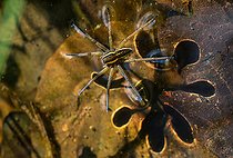 Biosphoto | 2427310 | Raft spider (Dolomedes fimbriatus) fishing in a rut filled with water, Regional Natural Park of Northern Vosges, France | &copy; Michel Rauch / Biosphoto