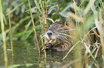 Biosphoto | 1245470 | Ragondin mangeant dans l'eau d'un lac Jura France | &copy; Michel Loup / Biosphoto