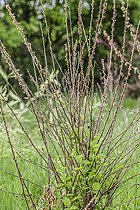 Biosphoto | 2546732 | Ragouminier (Prunus tomentosa) repartant après un épisode de gelées tardives, Tarn et Garonne, France | &copy; Jean-Michel Groult / Biosphoto