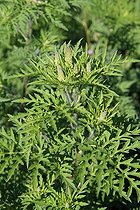 Biosphoto | 1249042 | Ragweed in the summer in the Isere France  | &copy; Jean-François Noblet / Biosphoto