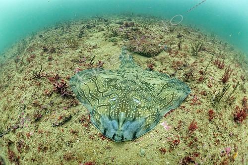 Biosphoto | 2627161 | Raie brunette (Raja undulata) au repos sur un fond d'algues et de sable, au large de l'ile d'Oleron, France, Océan Atlantique | &copy; Bruno Guénard / Biosphoto