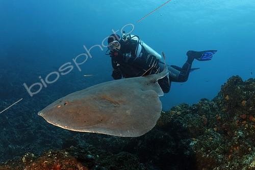 Biosphoto | 1488751 | Raie électrique géante (Narcine entemedor) et plongeur, Cabo Marshall, Galapagos | &copy; Norbert Probst / imageBROKER / Biosphoto