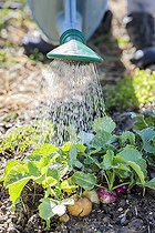 Biosphoto | 2489450 | Rain watering of mixed radishes in summer. | &copy; Jean-Michel Groult / Biosphoto
