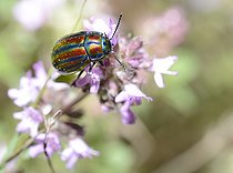 Biosphoto | 2069532 | Rainbow Leaf Beetle (Oreina cerealis) on flowers, Northern Vosges Regional Nature Park, France | &copy; Michel Rauch / Biosphoto