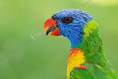 Biosphoto | 2413363 | Rainbow Lorikeet (Trichoglossus moluccanus), Queensland, Australia | &copy; Jan Wegener / BIA / Biosphoto