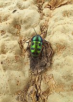 Biosphoto | 1935128 | Rainbow shield bug of Fever Tree - Kruger South Africa | &copy; Thomas Dressler / Biosphoto