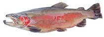 Biosphoto | 1254311 | Rainbow trout male on white background | &copy; Bruno Mathieu / Biosphoto