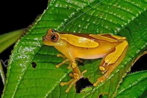 Biosphoto | 755260 | Rainette à bandeau sur une feuille Montagne de Kaw Guyane | &copy; Robin Monchâtre / Biosphoto