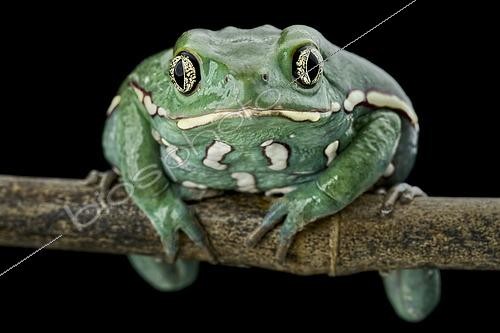 Biosphoto | 2597632 | Rainette-feuille du Chaco (Phyllomedusa sauvagii) | &copy; Matthijs Kuijpers / Biosphoto