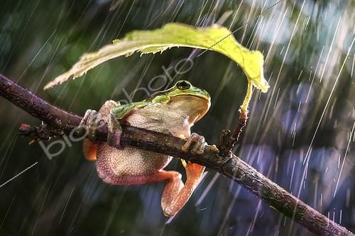 Biosphoto | 2415986 | Rainette italienne (Hyla intermedia) sous la pluie, Luzzara, Reggio Emilia, Italie | &copy; Alberto Ghizzi Panizza / Biosphoto