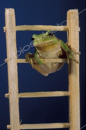 Biosphoto | 35985 | Rainette méridionale (Hyla meridionalis) en haut d'une échelle, traditionnellement considéré comme indicateur de temps. | &copy; Daniel Heuclin / Biosphoto