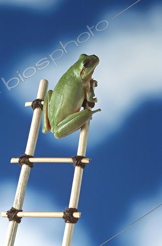 Biosphoto | 155077 | Rainette méridionale sur une échelle  | &copy; Olivier Digoit / Biosphoto