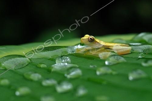 Biosphoto | 615216 | Rainette naine dans l'eau de pluie après une averse Guyane | &copy; Robin Monchâtre / Biosphoto