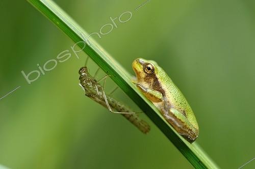 Biosphoto | 916653 | Rainette sur une feuille de Jonc et exuvie Tourraine France | &copy; Bruno Guénard / Biosphoto
