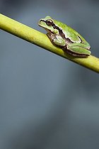 Biosphoto | 2035395 | Rainette verte sur tige - Vallée de l'Alcudia Espagne | &copy; Óscar Díez Martínez / Biosphoto