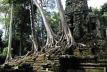Biosphoto | 1602202 | Rainforest growing over the ruins of Preah Paliliay tempel in the ancient city Angkor Thom, Cambodia | © Florian Kopp / imageBROKER / Biosphoto