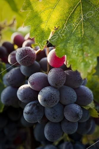 Biosphoto | 1121630 | Raisin de table noir mûr pour la cueillette Vaucluse France ; EARL Les Combettes | &copy; David Tatin / Biosphoto