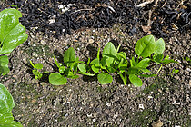 Biosphoto | 2609810 | Raising a spinach (Spinacia oleracea) seedling and mulching with seaweed. | &copy; Dominique Halleux / Biosphoto