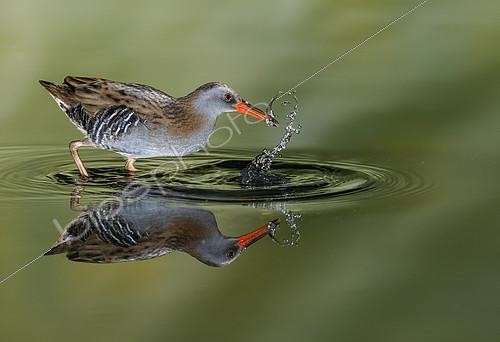 Biosphoto | 2156917 | Râle d'eau (Rallus aquaticus) et son reflet, Salamanque, Castille et Leon, Espagne. Mention d'honneur (catégorie oiseau) au concours Montphoto 2018. | &copy; Mario Cea Sanchez / Biosphoto