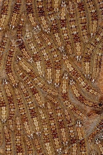 Biosphoto | 615196 | Rally Caterpillars on a trunk French Guiana | &copy; Robin Monchâtre / Biosphoto