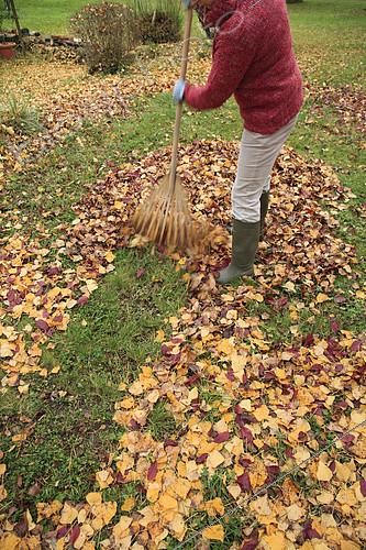 Biosphoto | 2099704 | Ramassage des feuilles en automne au râteau à feuilles | &copy; Hervé Lenain / Biosphoto