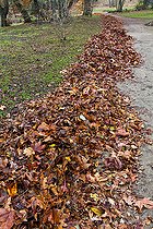 Biosphoto | 2575197 | Ramassage des feuilles mortes au jardin des plantes, Le Mans, Sarthe, France | &copy; Michel Gile / Biosphoto