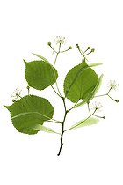 Biosphoto | 1251971 | Rameau de Tilleul en studio | &copy; Frédérique Bidault / Biosphoto