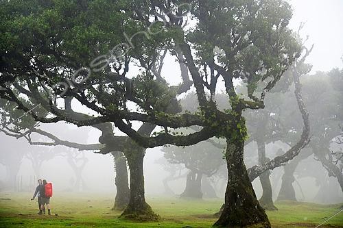 Biosphoto | 2591972 | Randonneurs dans la foret de lauriers centenaires de de Fanal sous la brume. Fanal. Ile de Madère. Portugal | &copy; Antoine Lorgnier / Biosphoto