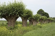 Biosphoto | 584405 | Rangée de Saules têtards en été Brummen Pays Bas | &copy; Stoelwinder / Biosphoto