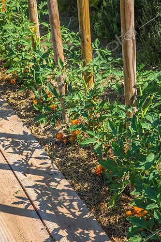 Biosphoto | 2084010 | Rangée de Tomates et Œillets d'Inde associés au jardin potager, Provence, France | &copy; Philippe Giraud / Biosgarden / Biosphoto