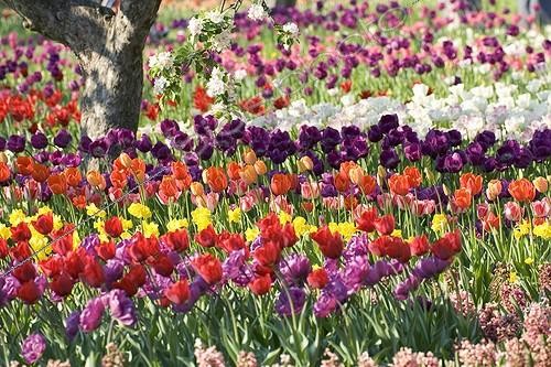 Biosphoto | 329089 | Rangées colorées de Tulipes Jardin Britzer Berlin Allemagne | &copy; Kerstin Hinze / Biosphoto