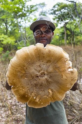 Biosphoto | 1962832 | Ranger présentant un Champignon des termitières géant (Termitomyces titanicus), Parc national de Kasanka, Zambie | &copy; Juan-Carlos Muñoz / Biosphoto